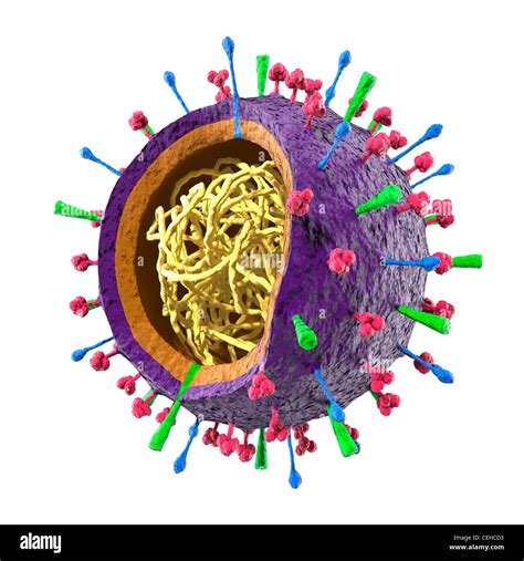 h5n1 influenza virus